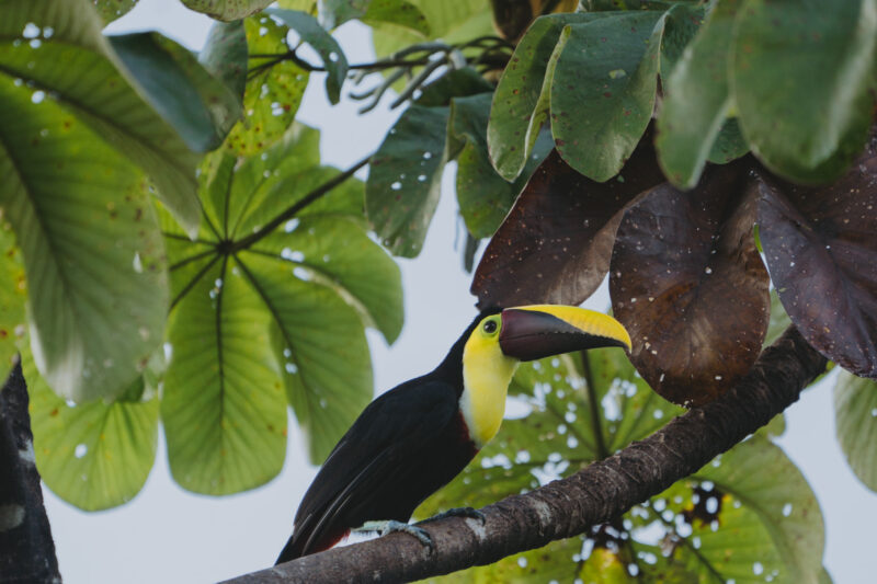 A toucan with a bright yellow and black beak perched on a tree branch amid lush green leaves. The background shows a sky partially visible through the foliage.