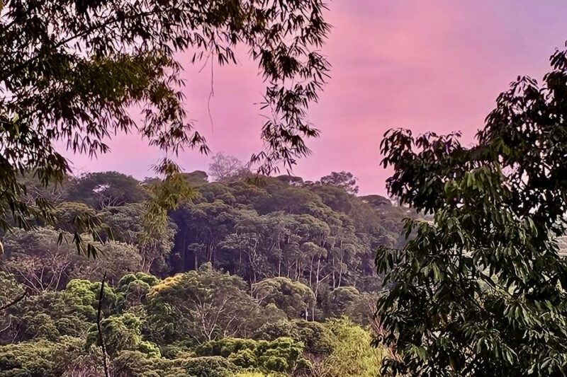 Dense green forest with tall trees, framed by overhanging branches, under a pastel pink and purple sky at sunset or sunrise.