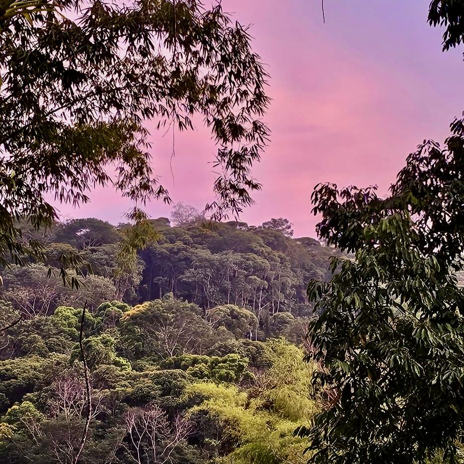 Dense green forest with tall trees, framed by overhanging branches, under a pastel pink and purple sky at sunset or sunrise.
