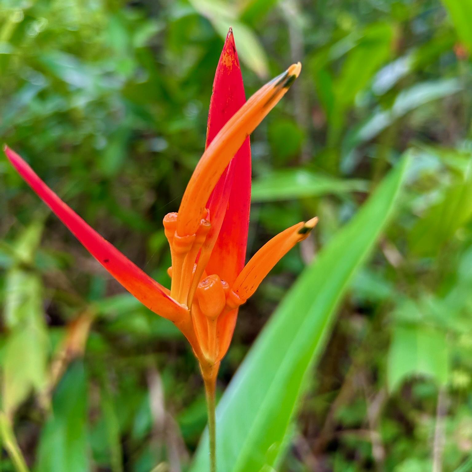A close-up of a vibrant orange and red Heliconia flower with pointed petals, set against a blurred green leafy background.