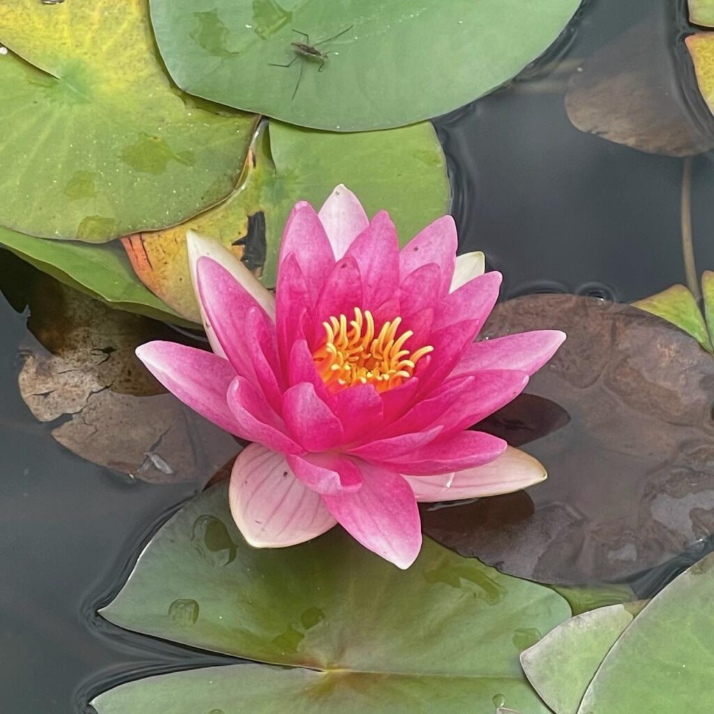 Eine leuchtend rosa Seerose mit gelben Staubblättern schwimmt zwischen grünen Seerosenblättern auf ruhigem Wasser, während ein kleines Insekt auf einem Seerosenblatt in der Nähe sitzt.